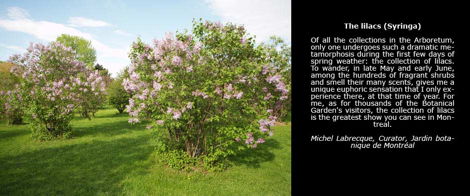 Photo of lilacs during spring flowering, taken in the Arboretum of the Jardin botanique de Montréal