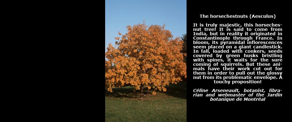 Photo of an hybrid horsechesnut taken in the Arboretum of the Jardin botanique de Montréal