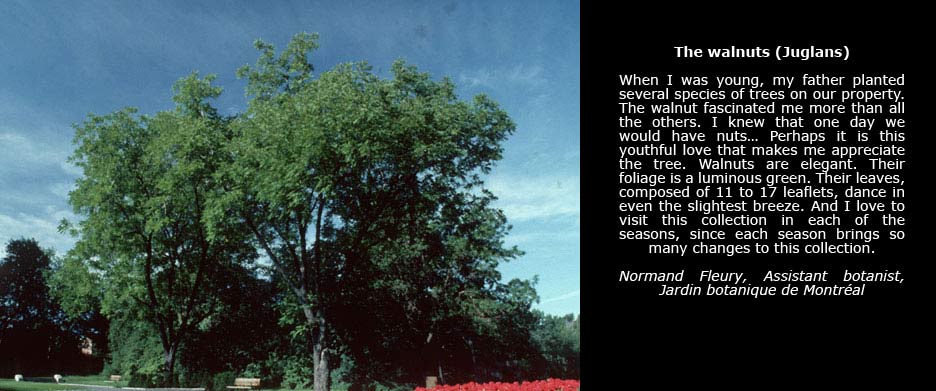 Photo of a black walnut, taken in the Arboretum of the Jardin botanique de Montréal