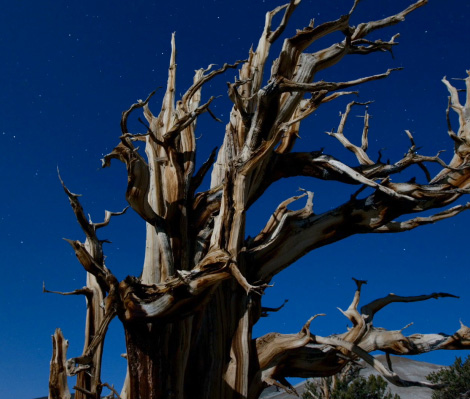 Photo of a Bristlecone pine