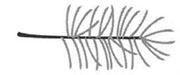 Drawing of a single needle