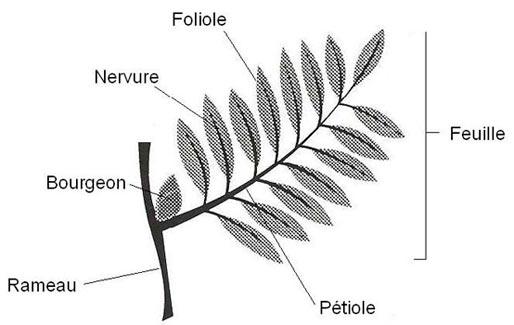 Dessin d'une feuille composée et de ses parties