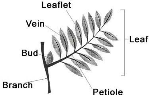 Drawing of a compound leaf with its parts