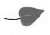 Drawing of a large leaf