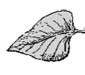 Drawing of a smaller leaf