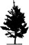 Shape of the white pine