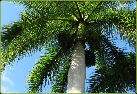 royal palm (Roystonea regia)