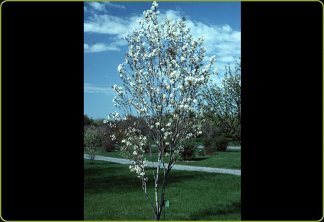 Amélanchier arborescent (Amelanchier arborea)