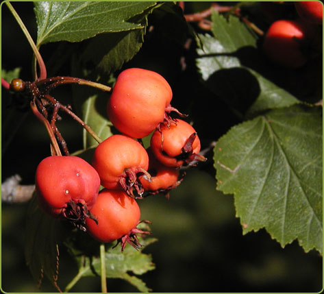 Crataegus sp.