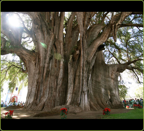 Taxodium mucronatum