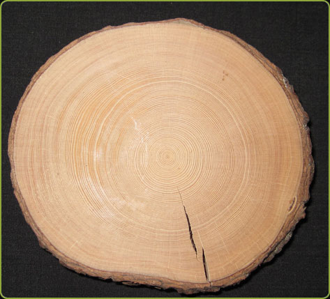 Growth rings