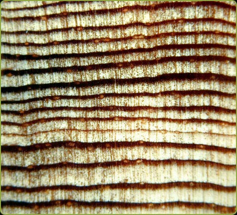 Growth rings