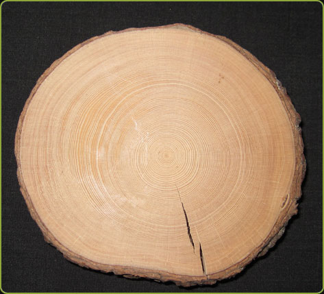 Growth rings