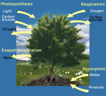 Photosynthesis diagram