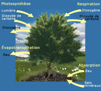 Schéma de la photosynthèse