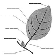 Schéma de la feuille à compléter