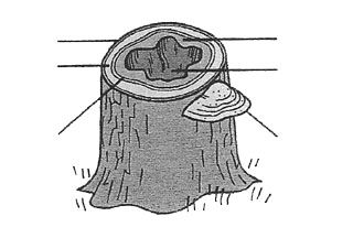 Trunk diagram 