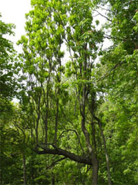 Arbre présentant une couronne incomplète et/ou un tronc penché (indice observable) causées par le manque d'espace ou de lumière (facteur de stress)