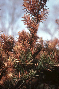 Tree with dried and discolored leaves (observable sign) caused by drought (stress factor)