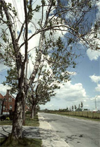 Arbre présentant un feuillage épars, parfois jauni (indice observable), causé par la pollution atmosphérique ou la pollution urbaine (sel de déglaçage, dioxyde de carbone, poussière, etc.) (facteur de stress)