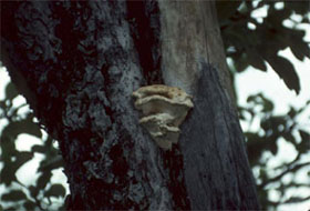 Arbre présentant des carpophores, parties externes d'un champignon, (indice observable) causées par la carie (facteur de stress)