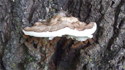 Arbre présentant des carpophores, parties externes d'un champignon, (indice observable) causées par la carie (facteur de stress)