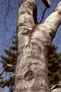 Arbre présentant des dommages au tronc (indice observable) causées par la cohabitation avec la faune, dans ce cas-ci, les trous d'un pic (facteur de stress)