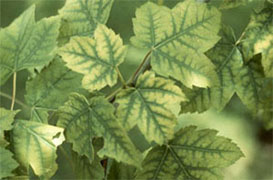 Arbre présentant une chlorose, une décoloration plus ou moins prononcée des feuilles, due à un manque de chlorophylle qui permet la photosynthèse et qui donne aux feuilles leur couleur verte, (indice observable), causée par un sol calcaire ou un sol toxique, dans lequel les éléments nutritifs ne sont pas disponibles pour la plante (facteur de stress)