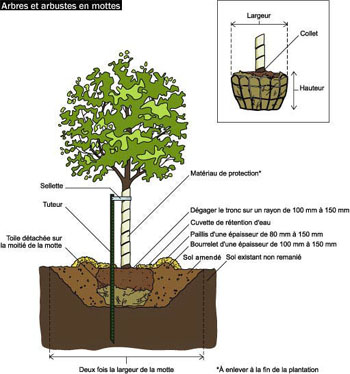 Taille d'un arbre ou arbuste en mottes