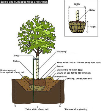 Balled and burlapped trees and shrubs