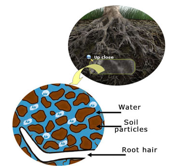 Soil particles