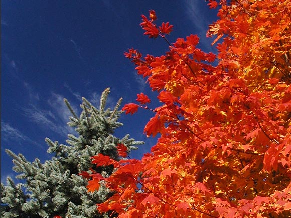 Photo d'un rable de Siebold en automne