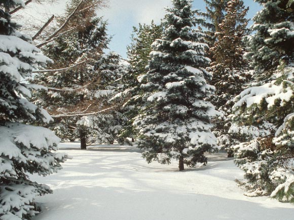 Photo of conifers covered by snow