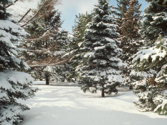 Photo de conifres recouverts de neige