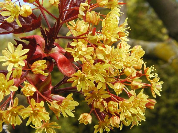 Photo of a Norway maples flowers