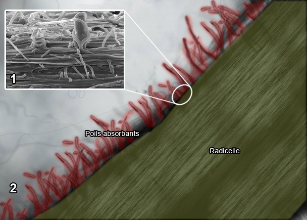 Montage photo d’une photo en microscopie optique avec couleurs ajoutées, d'une radicelle, en jaune, et de poils absorbants d'un pin rouge (Pinus resinosa), en rouge, et d’une photo en microscopie électronique de la surface d’une radicelle et de poils absorbants