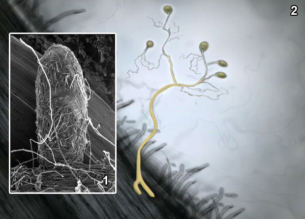 Montage photo d’une photo en microscopie optique avec couleurs ajoutées, d'une radicelle et de poils absorbants d'un pin rouge (Pinus resinosa) et d’un champignon mycorhizien (Wilcoxina mikolae), en jaune, et d’une photo en microscopie électronique d’un poil absorbant