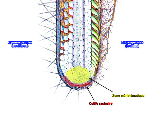 Dessin schmatis d'une coiffe racinaire sur lequel sont identifis le ct reprsentatif dune racine de Gymnosperme et celui dune Angiosperme, ainsi que la zone de la coiffe racinaire et de la zone mristmatique