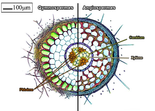Dessin schématisé d'une coupe de racine présentant tous ses tissus, sur lequel sont identifiés le côté représentatif d’une racine de Gymnosperme et celui d’une Angiosperme, ainsi que le phloème, le xylème et le cambium
