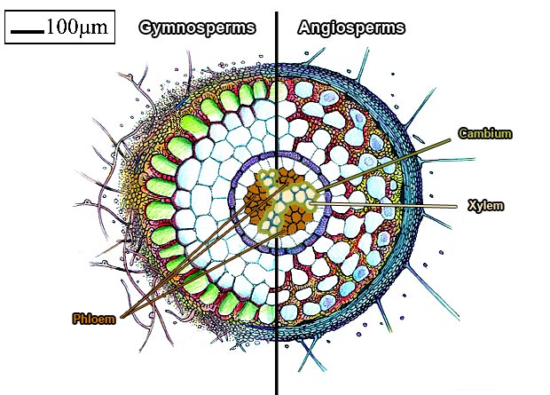 Schematic of a root cutting showing all its tissues, on which are identified the Gymnosperm-like and the Angiosperm-like sides of the root, the phloem, the xylem, and the cambium