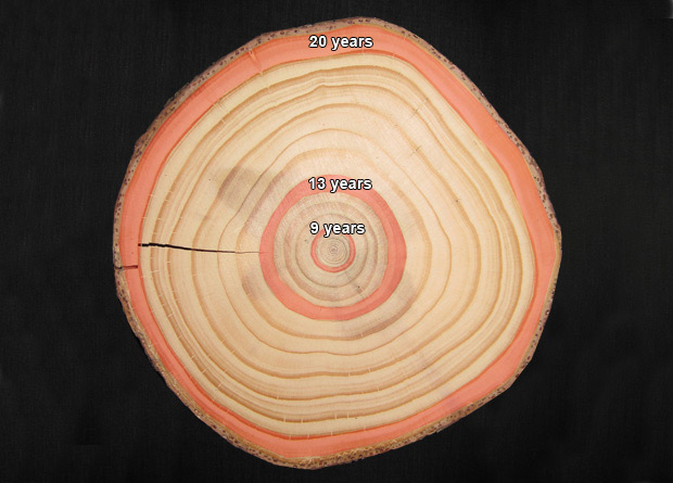 Photo of the trunk cutting of a tree clearly showing the annual tree rings, on which the 9th, 13th, and 20th growth years were artificially-coloured in red