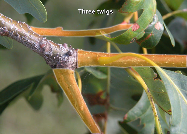 Photo of a Pin oak branch (Quercus palustris) on which were artificially-coloured in yellow the three visible twigs