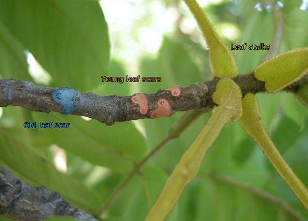 Photo of a butternut's (Juglans cinerea) branch, on which were artificially-coloured in green three leaf stalks, in red three young leaf scars, and in blue one old leaf scar