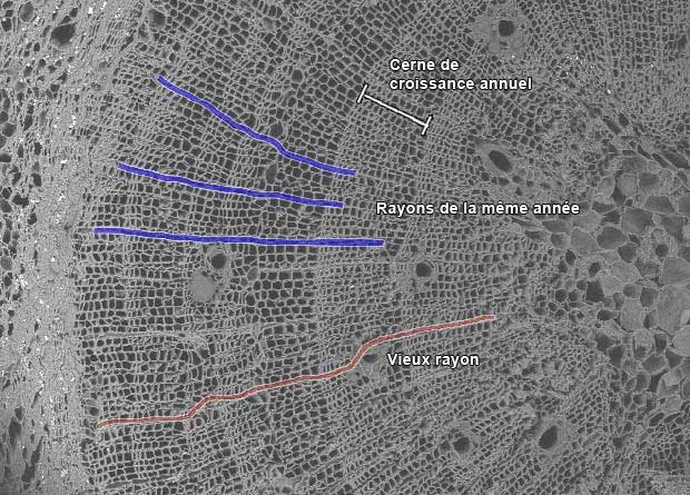 Photo en microscopie lectronique du bois d'un pin blanc (Pinus strobus) sur laquelle ont t artificiellement colors en bleu trois rayons de la mme anne, en rouge un vieux rayon et en blanc lpaisseur dun cerne de croissance annuel