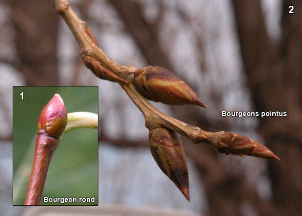 Montage photo d'un bourgeon rond de tilleul d'Amrique (Tilia americana) et de bourgeons pointus d'un peuplier deltode (Populus deltoides)