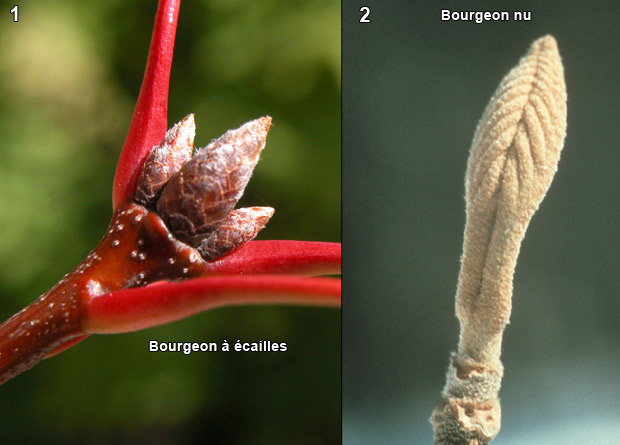 Montage photo de bourgeons  cailles de chne rouge (Tilia americana) et d'un bourgeon nu de viorne flexible (Viburnum lentago)