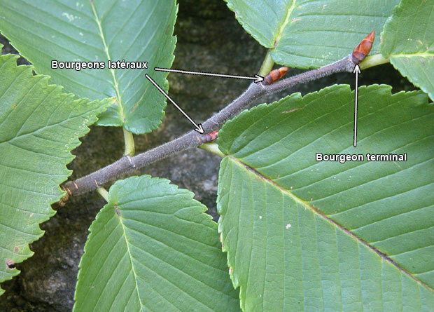 Photo de bourgeons latéraux et du bourgeon terminal d'un rameau d'orme liège (Ulmus thomasii), avec des flèches les identifiant