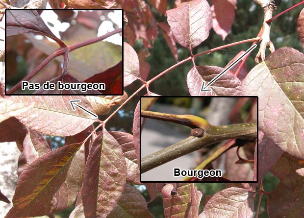 Montage photo dune photo de feuille compose de frne rouge (Fraxinus pennsylvanica), et de deux photos zoomes prsentant labsence de bourgeon  la base dun ptiolule et la prsence dun bourgeon  la base du ptiole