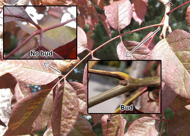 Photomontage of the photo of the compound leaf of a red ash (Fraxinus pennsylvanica), and of two zoomed-in photos showing the absence of a bud at a petiolule’s base, and the presence of a bud at the base of the leaf stalk