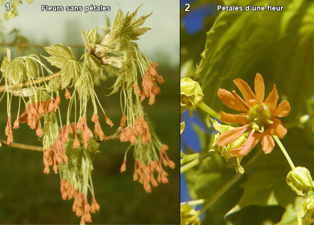 Montage photo de fleurs sans ptales d'un rable  sucre (Acer saccharum), artificiellement colores en orange, et dune fleur avec ptales artificiellement colors en orange d'un rable de Norvge (Acer platanoides) 